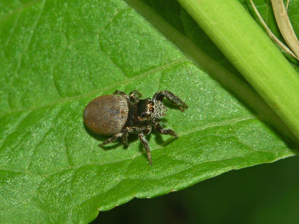 Salticidae